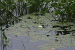 <img150*0:stuff/z/169023/Michigan%2520Marsh.3/i1277851159_31.jpg>