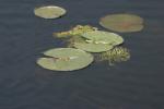 <img150*0:stuff/z/169023/Michigan%2520Marsh.3/i1277851159_32.jpg>