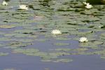 <img150*0:stuff/z/169023/Michigan%2520Marsh.3/i1277851159_33.jpg>