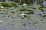 <img150*0:stuff/z/169023/Michigan%2520Marsh.3/i1277851159_34.jpg>