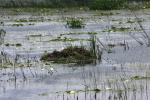 <img150*0:stuff/z/169023/Michigan%2520Marsh.3/i1277851159_35.jpg>