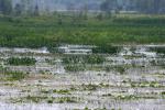 <img150*0:stuff/z/169023/Michigan%2520Marsh.3/i1277851159_36.jpg>