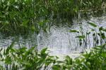 <img150*0:stuff/z/169023/Michigan%2520Marsh.3/i1277851159_37.jpg>
