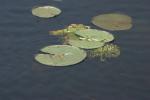 <img150*0:stuff/z/169023/Michigan%2520Marsh.3/i1277851159_38.jpg>