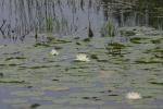 <img150*0:stuff/z/169023/Michigan%2520Marsh.3/i1277851159_39.jpg>