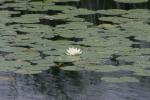 <img150*0:stuff/z/169023/Michigan%2520Marsh.3/i1277851160_40.jpg>