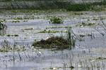 <img150*0:stuff/z/169023/Michigan%2520Marsh.3/i1277851160_41.jpg>