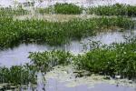 <img150*0:stuff/z/169023/Michigan%2520Marsh.4/i1277851744_1.jpg>
