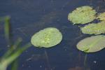 <img150*0:stuff/z/169023/Michigan%2520Marsh.4/i1277851744_10.jpg>