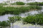 <img150*0:stuff/z/169023/Michigan%2520Marsh.4/i1277851744_2.jpg>