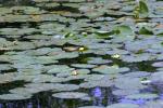 <img150*0:stuff/z/169023/Michigan%2520Marsh.4/i1277851744_3.jpg>