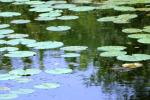<img150*0:stuff/z/169023/Michigan%2520Marsh.4/i1277851744_4.jpg>