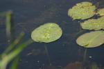 <img150*0:stuff/z/169023/Michigan%2520Marsh.4/i1277851744_5.jpg>