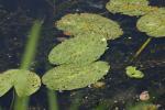 <img150*0:stuff/z/169023/Michigan%2520Marsh.4/i1277851744_6.jpg>