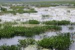 <img150*0:stuff/z/169023/Michigan%2520Marsh.4/i1277851744_7.jpg>