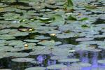 <img150*0:stuff/z/169023/Michigan%2520Marsh.4/i1277851744_8.jpg>