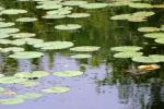 <img150*0:stuff/z/169023/Michigan%2520Marsh.4/i1277851744_9.jpg>