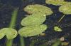Michigan Marsh.4