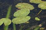 <img150*0:stuff/z/169023/Michigan%2520Marsh.4/i1277851745_11.jpg>