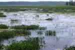 <img150*0:stuff/z/169023/Michigan%2520Marsh.4/i1277851745_12.jpg>