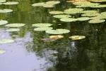 <img150*0:stuff/z/169023/Michigan%2520Marsh.4/i1277851745_13.jpg>