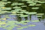 <img150*0:stuff/z/169023/Michigan%2520Marsh.4/i1277851745_14.jpg>