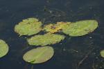 <img150*0:stuff/z/169023/Michigan%2520Marsh.4/i1277851745_15.jpg>