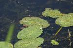 <img150*0:stuff/z/169023/Michigan%2520Marsh.4/i1277851745_16.jpg>