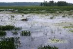 <img150*0:stuff/z/169023/Michigan%2520Marsh.4/i1277851745_17.jpg>