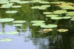 <img150*0:stuff/z/169023/Michigan%2520Marsh.4/i1277851745_18.jpg>