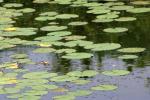 <img150*0:stuff/z/169023/Michigan%2520Marsh.4/i1277851745_19.jpg>
