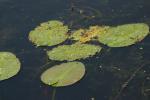 <img150*0:stuff/z/169023/Michigan%2520Marsh.4/i1277851745_20.jpg>