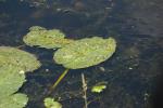 <img150*0:stuff/z/169023/Michigan%2520Marsh.4/i1277851745_21.jpg>