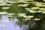 <img150*0:stuff/z/169023/Michigan%2520Marsh.4/i1277851746_23.jpg>
