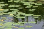 <img150*0:stuff/z/169023/Michigan%2520Marsh.4/i1277851746_24.jpg>