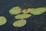 <img150*0:stuff/z/169023/Michigan%2520Marsh.4/i1277851746_25.jpg>