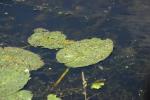 <img150*0:stuff/z/169023/Michigan%2520Marsh.4/i1277851746_26.jpg>