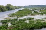 <img150*0:stuff/z/169023/Michigan%2520Marsh.4/i1277851746_27.jpg>