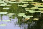 <img150*0:stuff/z/169023/Michigan%2520Marsh.4/i1277851746_28.jpg>