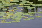 <img150*0:stuff/z/169023/Michigan%2520Marsh.4/i1277851746_29.jpg>