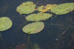 <img150*0:stuff/z/169023/Michigan%2520Marsh.4/i1277851746_30.jpg>