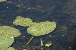 <img150*0:stuff/z/169023/Michigan%2520Marsh.4/i1277851746_31.jpg>