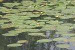 <img150*0:stuff/z/169023/Michigan%2520Marsh.4/i1277851746_32.jpg>