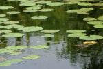 <img150*0:stuff/z/169023/Michigan%2520Marsh.4/i1277851747_33.jpg>