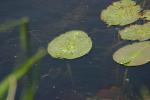 <img150*0:stuff/z/169023/Michigan%2520Marsh.4/i1277851747_34.jpg>