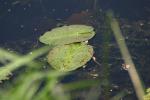<img150*0:stuff/z/169023/Michigan%2520Marsh.4/i1277851747_35.jpg>