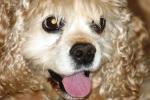 <img150*0:stuff/z/169023/Mitzie.1/i1278532714_1.jpg>
