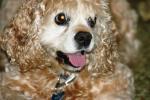 <img150*0:stuff/z/169023/Mitzie.1/i1278532714_2.jpg>