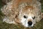 <img150*0:stuff/z/169023/Mitzie.1/i1278532715_10.jpg>