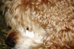 <img150*0:stuff/z/169023/Mitzie.1/i1278532715_11.jpg>